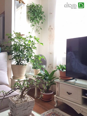 گیاهان آپارتمانی؛ خانه‌ای سبز در تهران!
