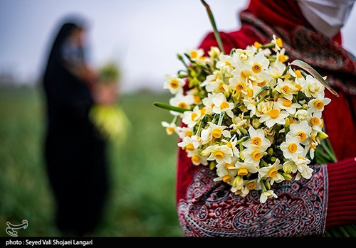 عکس‌های برداشت گل نرگس از مازندران دل‌تان را می‌برد