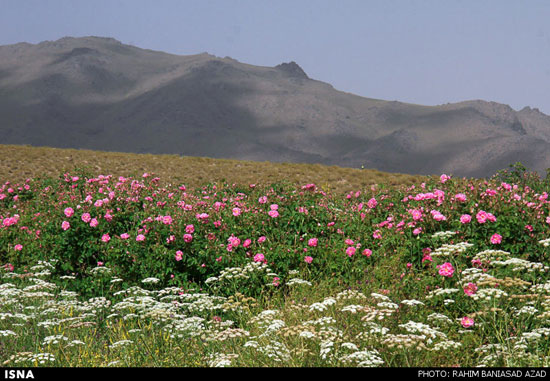 عکس: برداشت گل محمدی در لاله زار