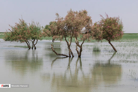 حالِ خوبِ «هامون»