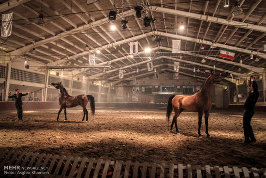 عکس: جشنواره اسب‌های اصیل عربی
