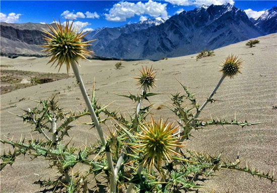 مرتفع‌ترین و سردترین صحرای جهان +عکس