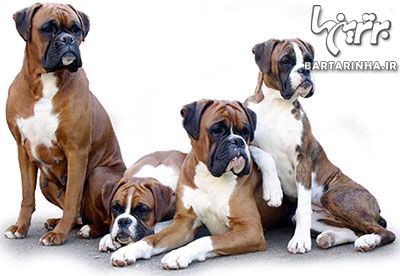 محبوب ترین نژادهای سگ ها در دنیا +عکس