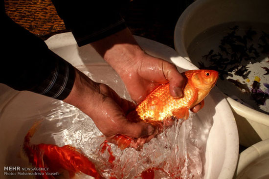 عکس: بازار فروش ماهی قرمز