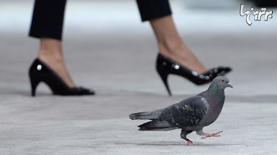 دستگیری کبوترهای قاچاقی در کویت
