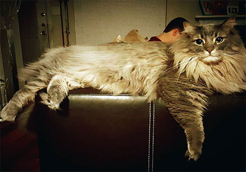 گربه‌هایی هم قد انسان! +عکس