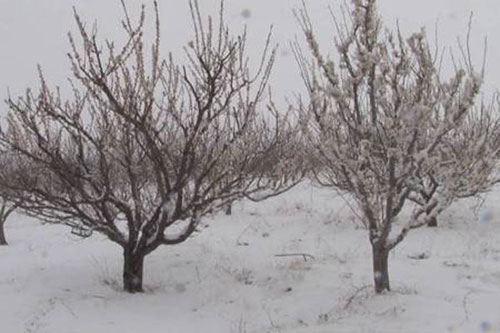 برف بهاری در تبریز حادثه آفرید