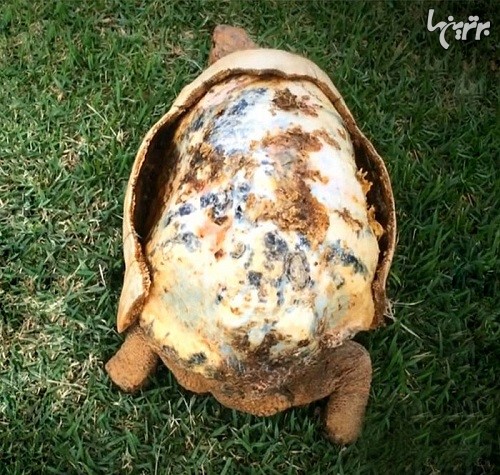 لاک چاپ سه بعدی برای لاکپشت مجروح!