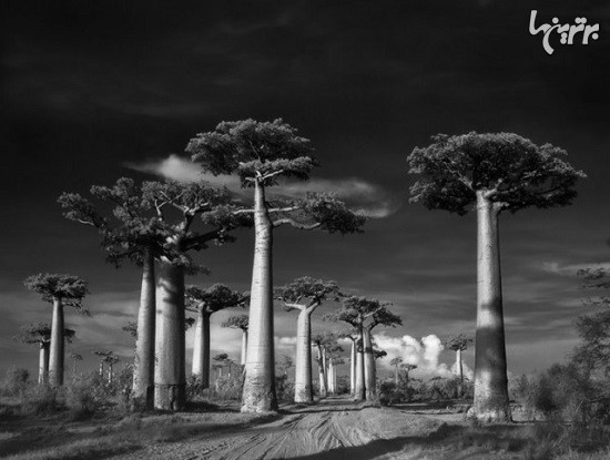 تصاویر سیاه و سفید از قدیمی‌ترین درختان جهان