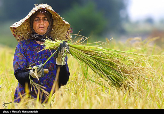 برداشت برنج در شالیزارهای گلستان