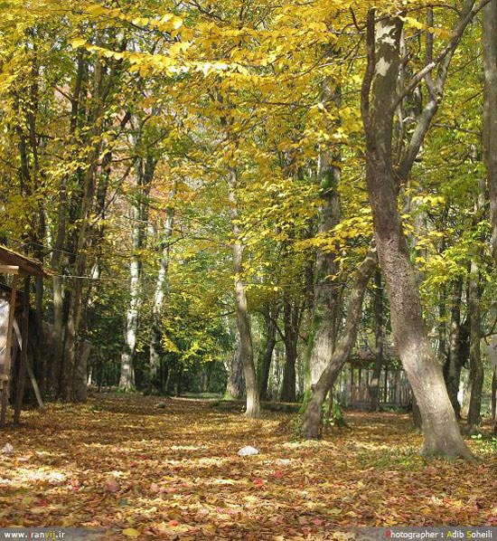 پارک جنگلي «گيسوم» و زيبايي هاي آن