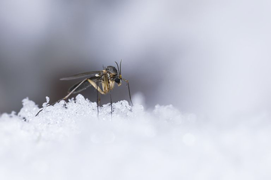پشه‌ها در زمستان کجا غیبشان می‌زند؟