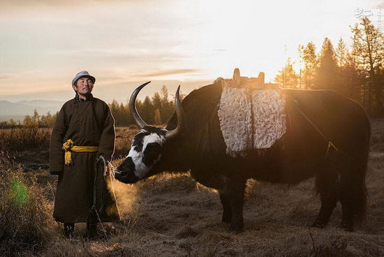 زندگی قبایل عشایری مغولستان با گوزن