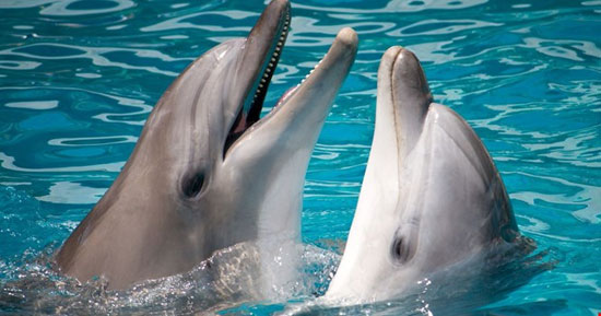 درک زبان دلفین ها به زودی امکان پذیر می شود