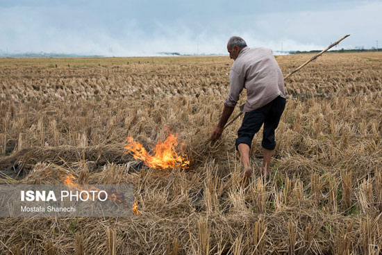 مزارعی که به آتش کشیده می‌شوند