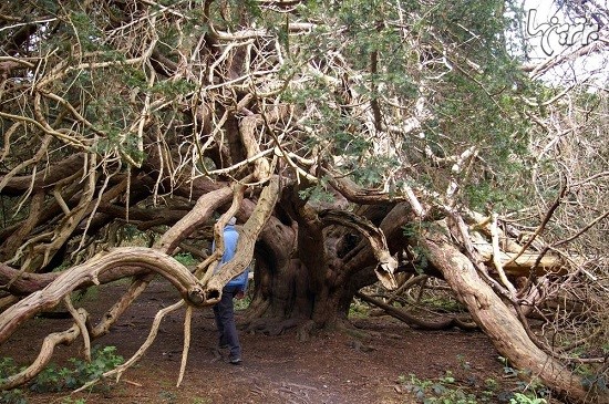 جنگل سرخدار باستانی در «کینگلی واله»