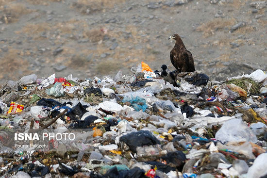 محل دفن زباله‌ها و عقاب‌های آشغالی