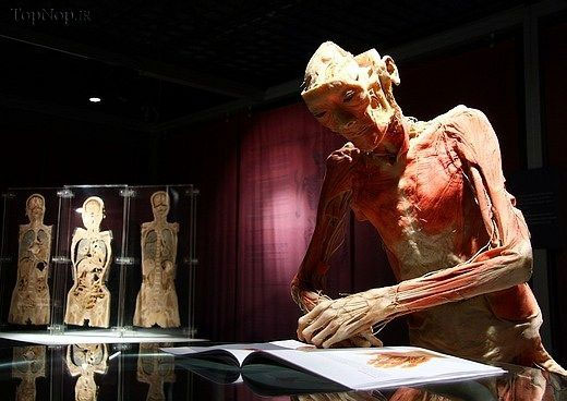 موزه‌ای از اندامهای واقعی انسان +عکس