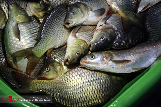 بهره برداری از حوضچه‌های پرورش ماهی