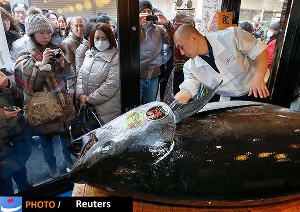 تصاویر: ماهی کیلویی 23 میلیون تومانی!