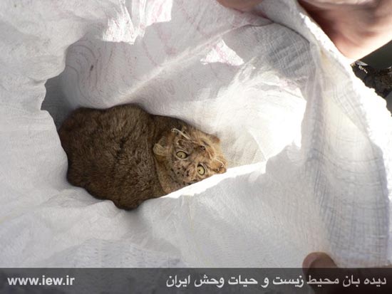 کشف گونه بسیار نادر از گربه ها در ایران