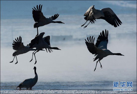 تصاویر پرنده مقدس چینی ها بر فراز تبت
