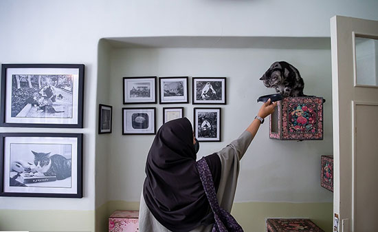 موزه‌ای برای گربه‌های ایرانی