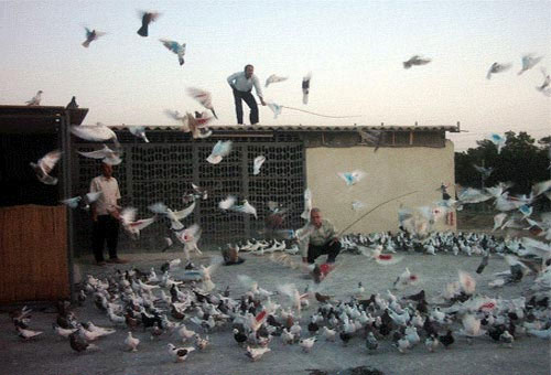 کبوتر و کبوتربازی؛ عشق بازی به سبک ایرانی
