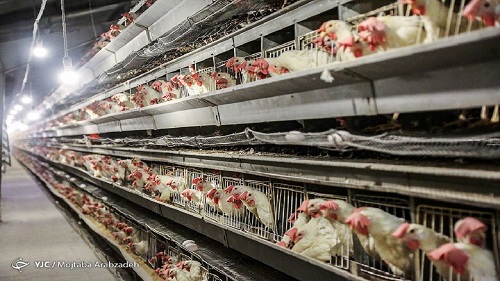 افت ۱۰هزار تومانی قیمت مرغ در بازار