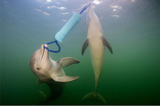 دلفین ها برای حل معما پچ پچ می کنند!