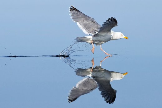 شیرجه دیدنی یک پرنده در آب