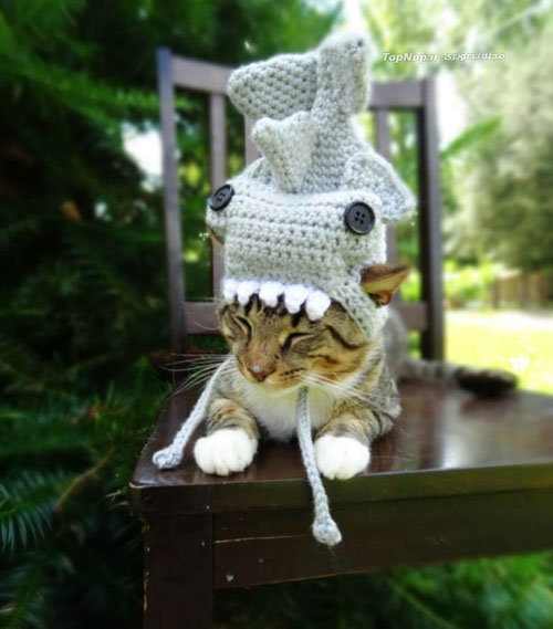 کلاه های بافتنی زیبا و خلاقانه برای گربه ها