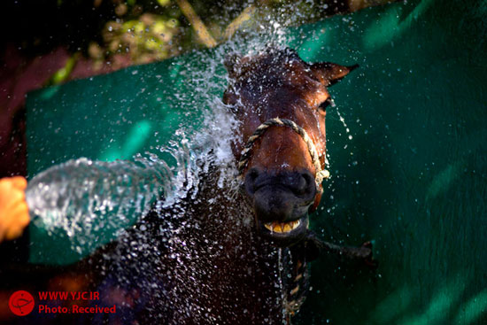 عکس: تجارت اسب در کوبا