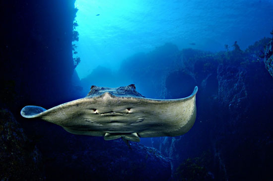 تصاویر خیره‌کننده از دنیای زیر آب