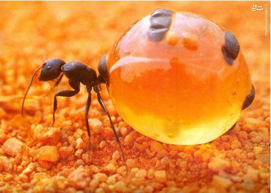 مورچه‌ عسلی