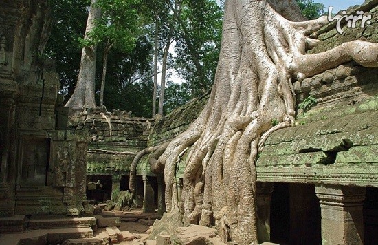 معبد کامبوجی در آغوش درختان عظیم الجثه
