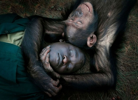 انگامبا، بهشت شامپانزه‌ها در اوگاندا