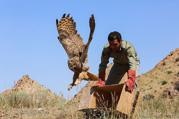 رهاسازی پرندگان شکاری در طبیعت قم