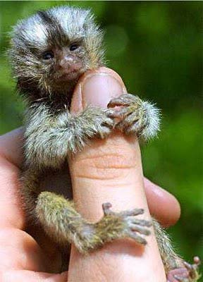 میمون های بند انگشتی