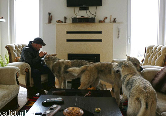 یک خانواده مقدونیه ای با 3 گرگ بالغ زندگی میکنند