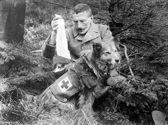 عکس: نقش حیوانات در جنگ جهانی اول