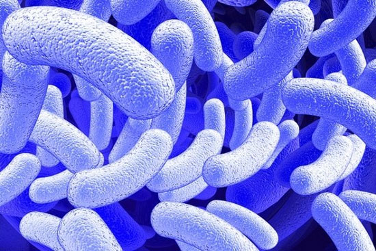 یافته‌ی جدید دانشمندان: میکروبها اینترنت دارند