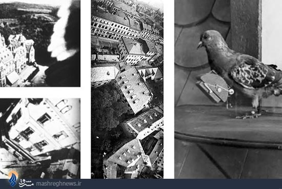 کبوترهای جاسوس جنگ جهانی +عکس
