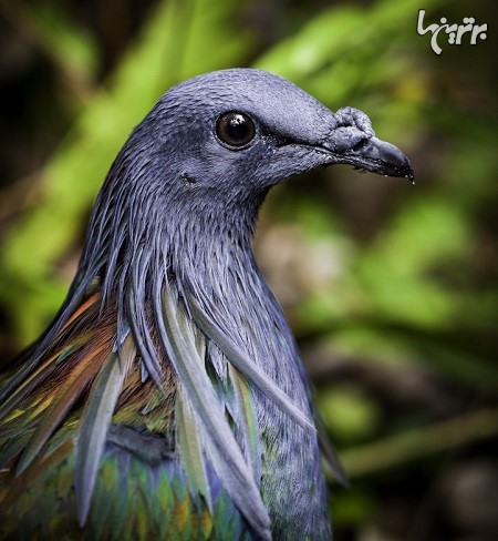 نزدیکترین خویشاوند زنده پرنده دودو با پرهای رنگین کمانی