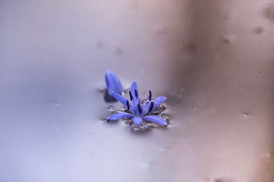 پروژه‌ عکاسی از گل‌ های کمیاب بهاری