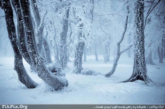 جنگل های رویایی از سراسر جهان / عکس