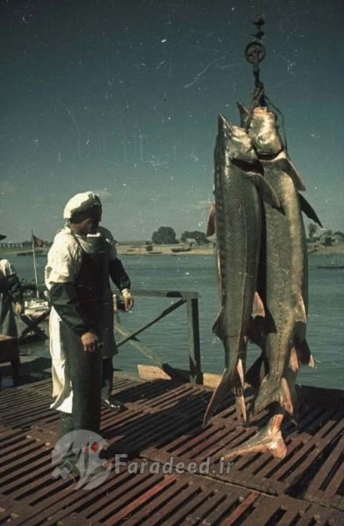 صید ماهی خاویار در خزر 70 سال پیش