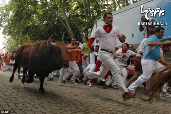 عکس: روز «فرار از گاوها» در اسپانیا (16+)