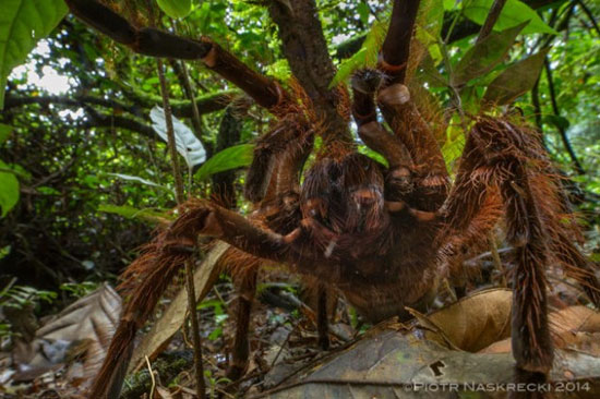 کشف بزرگترین عنکبوت جهان +عکس