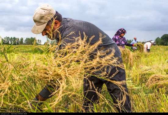برداشت خوشه‌های برنج در گیلان